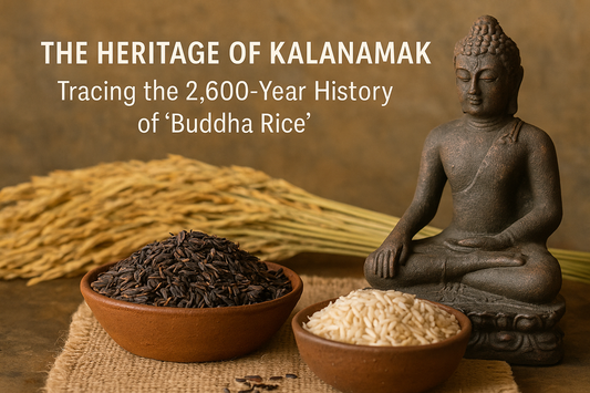 The Heritage of Kalanamak: Tracing the 2,600-Year History of "Buddha Rice"