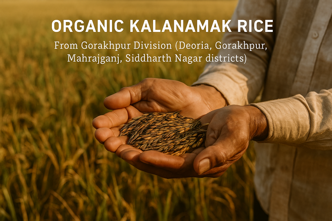 Organic Kalanamak Rice: Purity and the Motherland